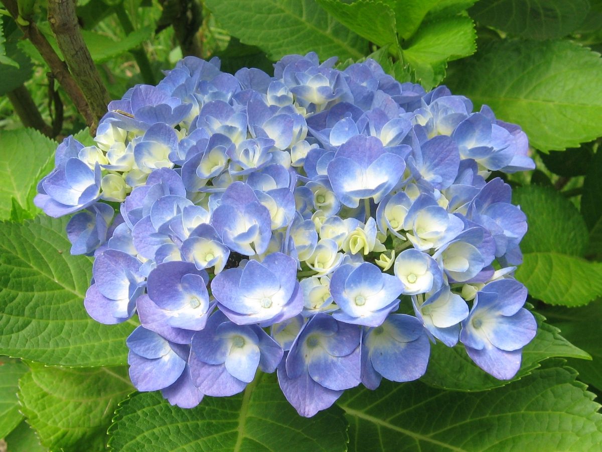 アジサイ セイヨウアジサイ は梅雨を代表する花です