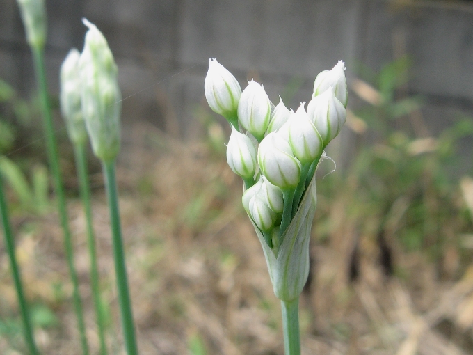 ニラ 韮 は白く可憐な花を咲かせます