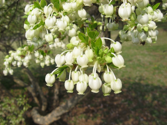 春に壺型の白い花を咲かせ 秋には葉を真っ赤に紅葉させるドウダンツツジは日本原産で庭木や生垣として人気があります