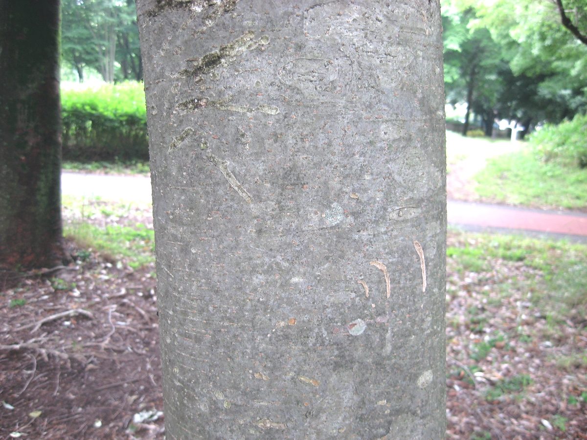 ケヤキ 山と公園 市街地 の植物図鑑