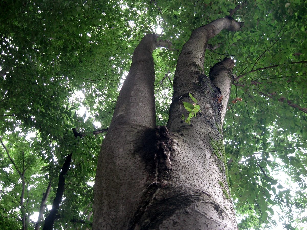 ケヤキ 山と公園 市街地 の植物図鑑