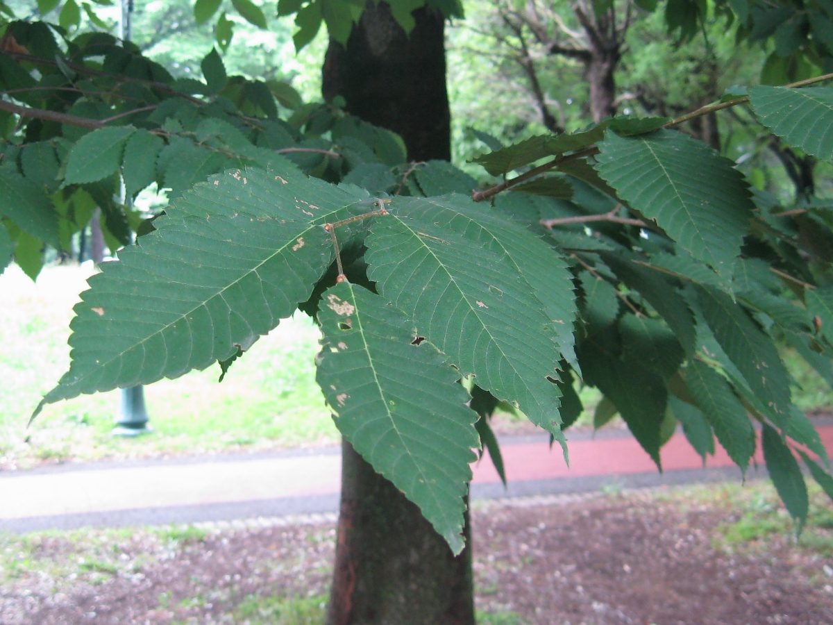 ケヤキ 山と公園 市街地 の植物図鑑