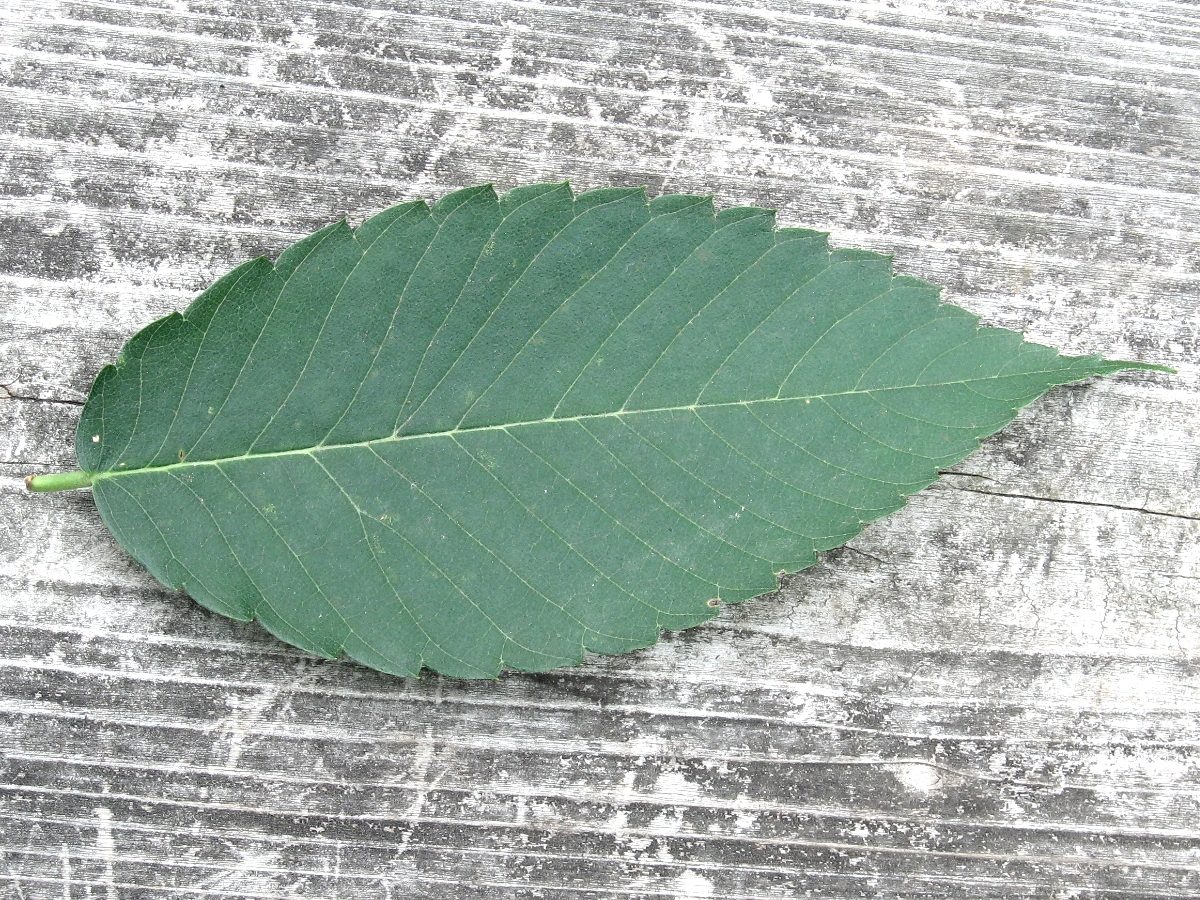 ケヤキ 山と公園 市街地 の植物図鑑