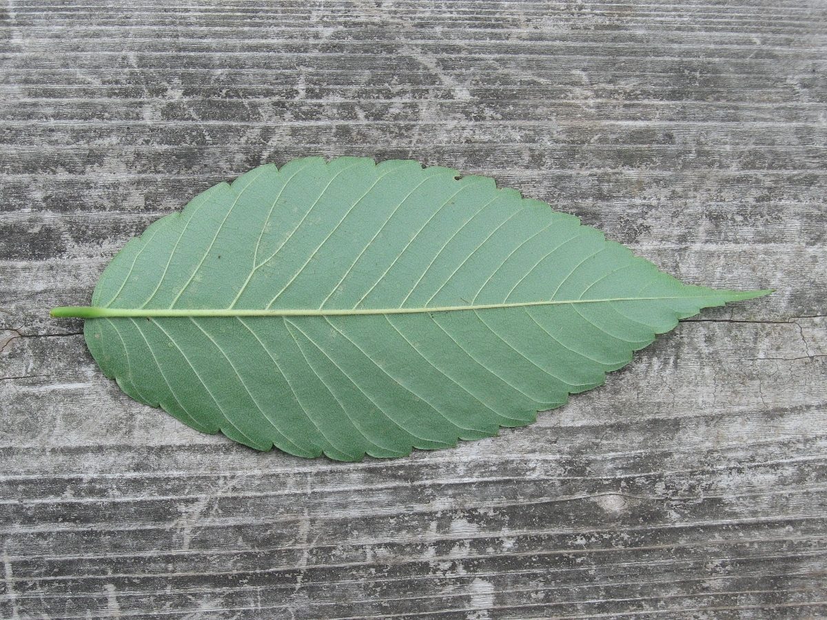 ケヤキ 山と公園 市街地 の植物図鑑